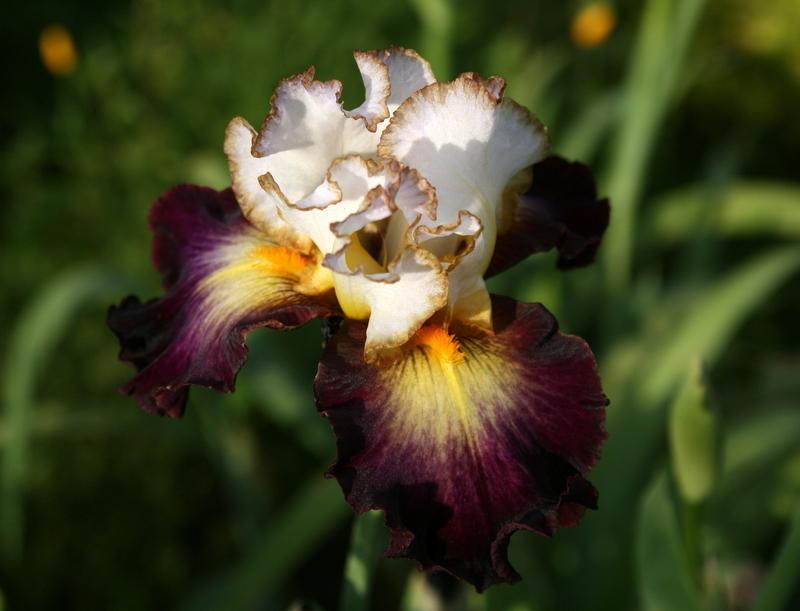 Photo of Tall Bearded Iris (Iris 'Superhero') uploaded by Calif_Sue