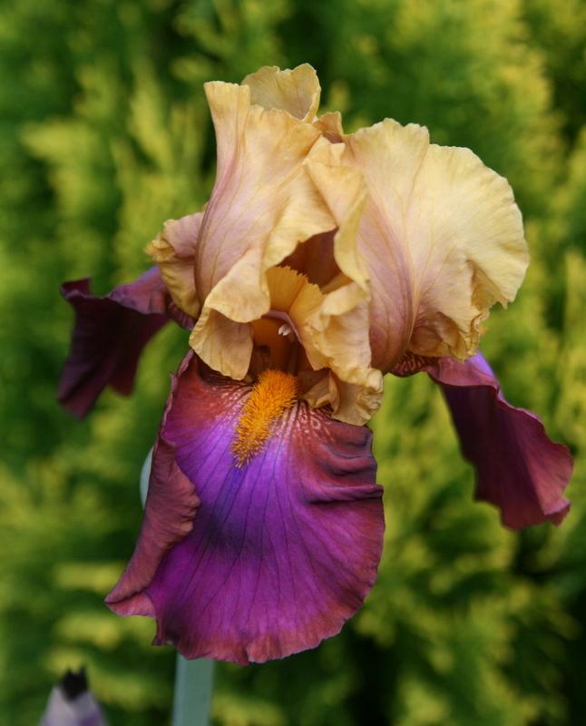 Photo of Tall Bearded Iris (Iris 'Milestone') uploaded by Calif_Sue