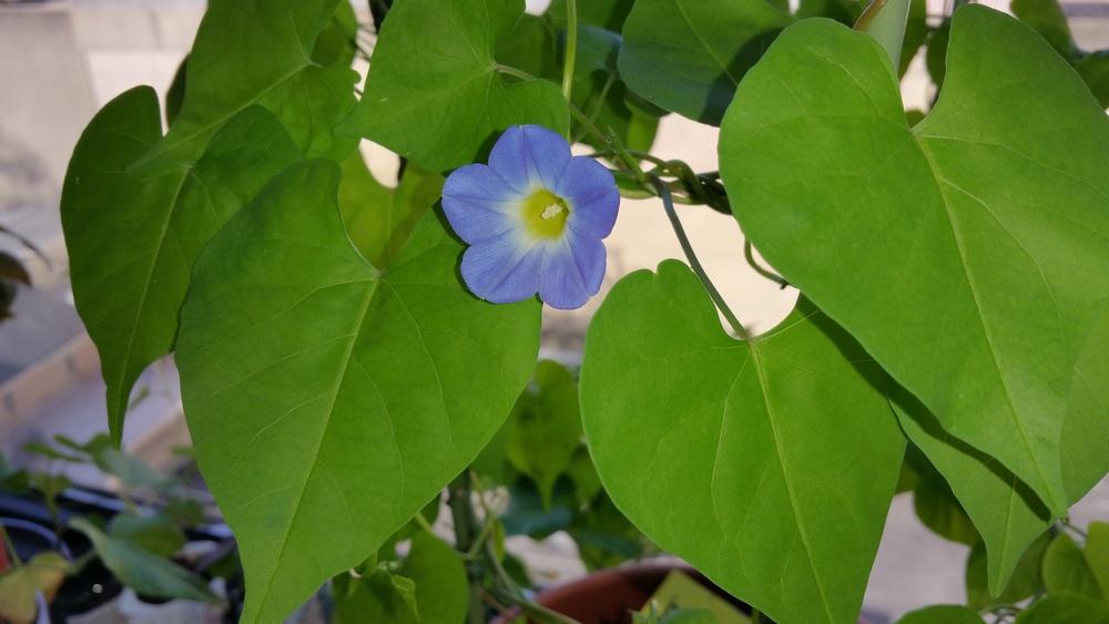Photo of Morning Glory (Ipomoea cardiophylla) uploaded by Gerris2