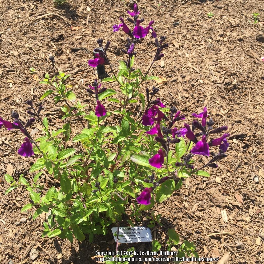 Photo of Jame Sage (Salvia VIBE® Ignition Purple) uploaded by HamiltonSquare