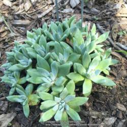 Location: Native Plants Demonstration Garden, Historic City Cemetery, Sacramento CA.
Date: 2016-04-13
Zone 9b. You can observe the lengthening of the leaves on it's wa