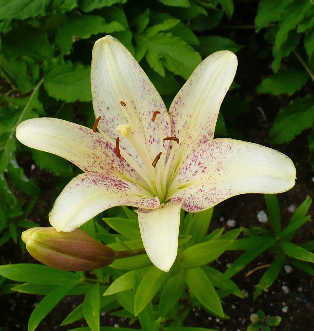 Photo of Lily (Lilium 'Suncrest') uploaded by HemNorth