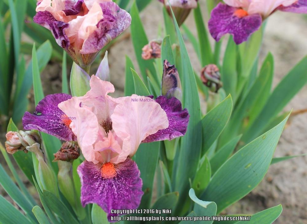 Photo of Standard Dwarf Bearded Iris (Iris 'Lunatic Party') uploaded by HighdesertNiki