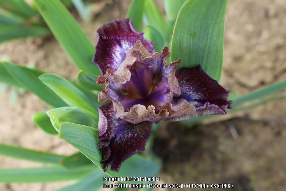 Photo of Standard Dwarf Bearded Iris (Iris 'Mesa Sunrise') uploaded by HighdesertNiki