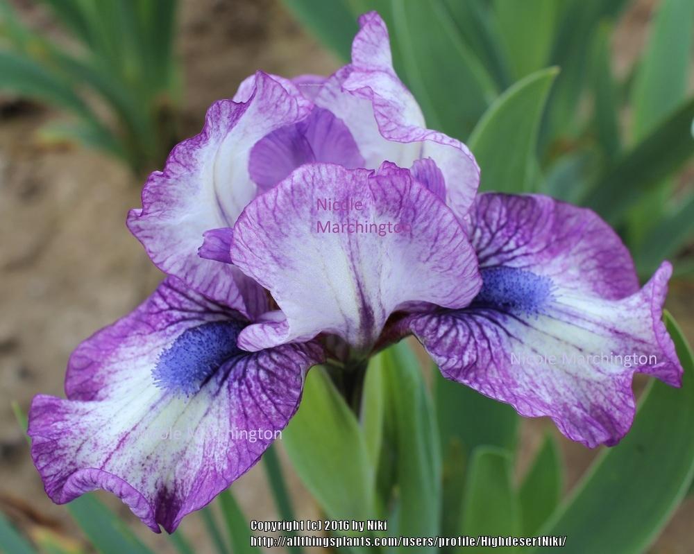 Photo of Standard Dwarf Bearded Iris (Iris 'Lucky') uploaded by HighdesertNiki