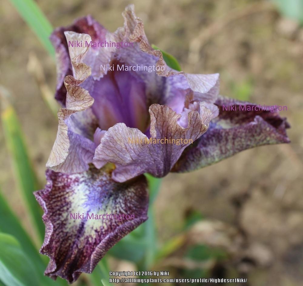 Photo of Standard Dwarf Bearded Iris (Iris 'Mesa Sunrise') uploaded by HighdesertNiki