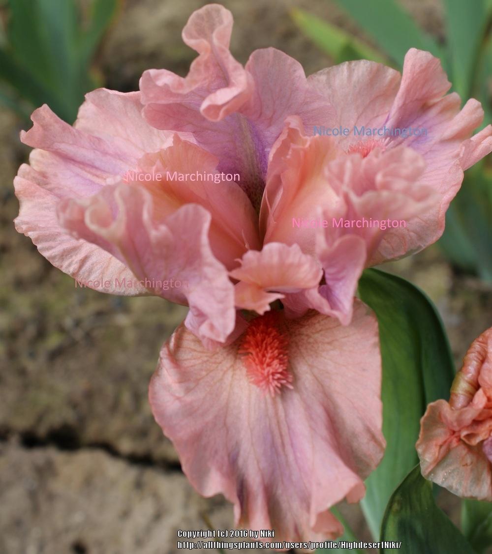 Photo of Standard Dwarf Bearded Iris (Iris 'Lovable Pink') uploaded by HighdesertNiki