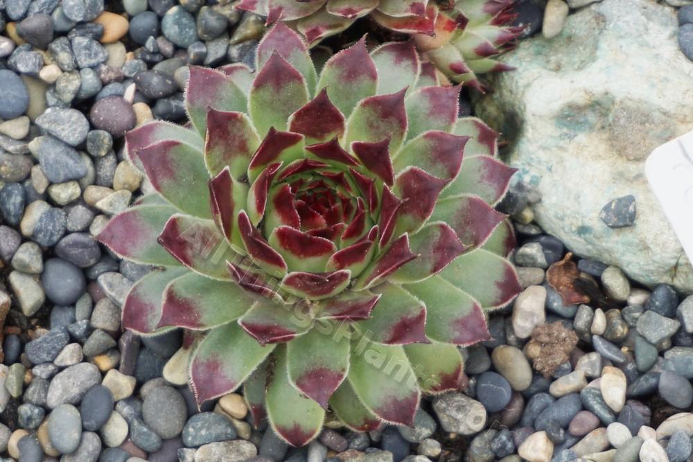 Photo of Hen and Chicks (Sempervivum calcareum) uploaded by Patty