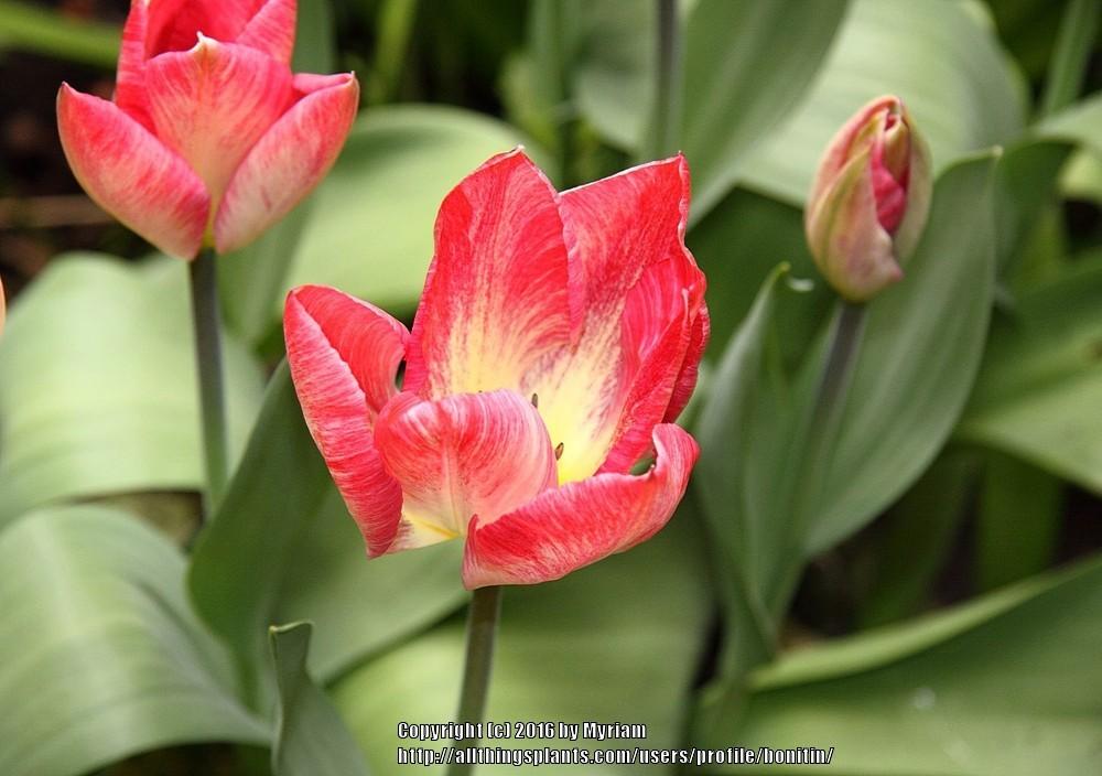 Photo of Fosteriana Tulip (Tulipa 'Flaming Purissima') uploaded by bonitin