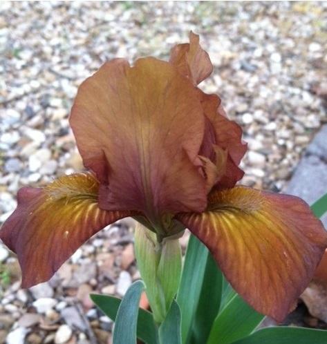 Photo of Standard Dwarf Bearded Iris (Iris 'Drambuie') uploaded by grannysgarden