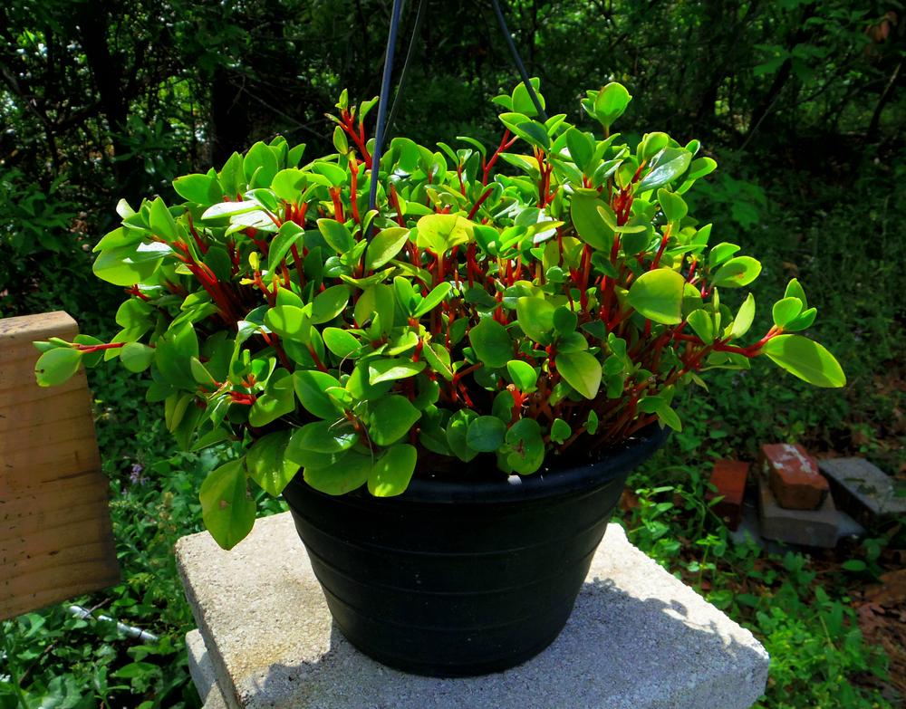 Photo of Cypress Peperomia (Peperomia glabella) uploaded by greene