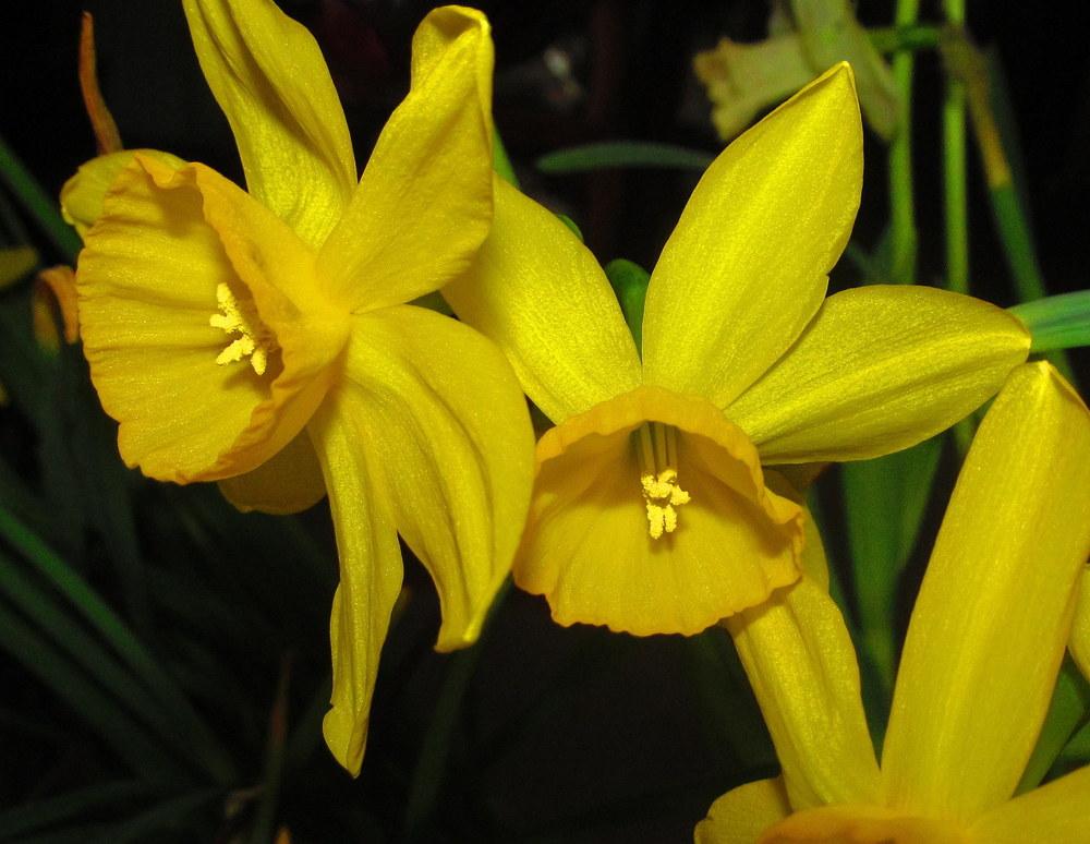 Photo of Triandrus Daffodil (Narcissus 'Puppet') uploaded by jmorth