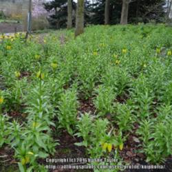Location: RHS Harlow Carr, Yorkshire, UK
Date: 2016-04-14
En masse in the woodland at Harlow Carr.