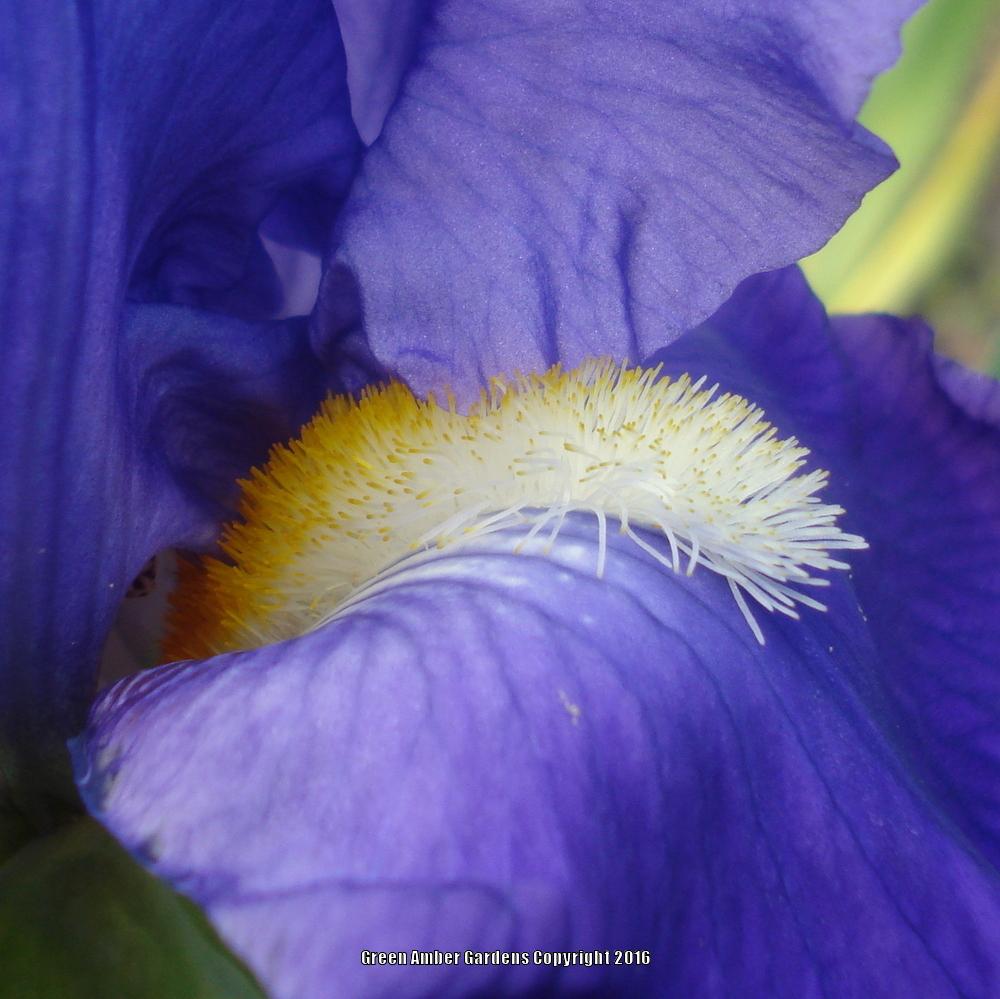 Photo of Tall Bearded Iris (Iris 'Feed Back') uploaded by lovemyhouse