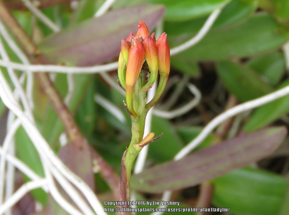 Photo of Crucifix Orchid (Epidendrum radicans) uploaded by plantladylin