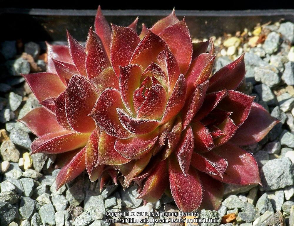 Photo of Hen and Chick (Sempervivum 'One Hundred') uploaded by turini