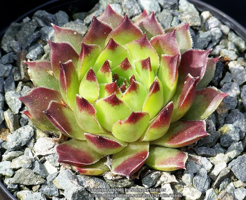 Photo of Hen and Chicks (Sempervivum calcareum 'Tip Top') uploaded by turini