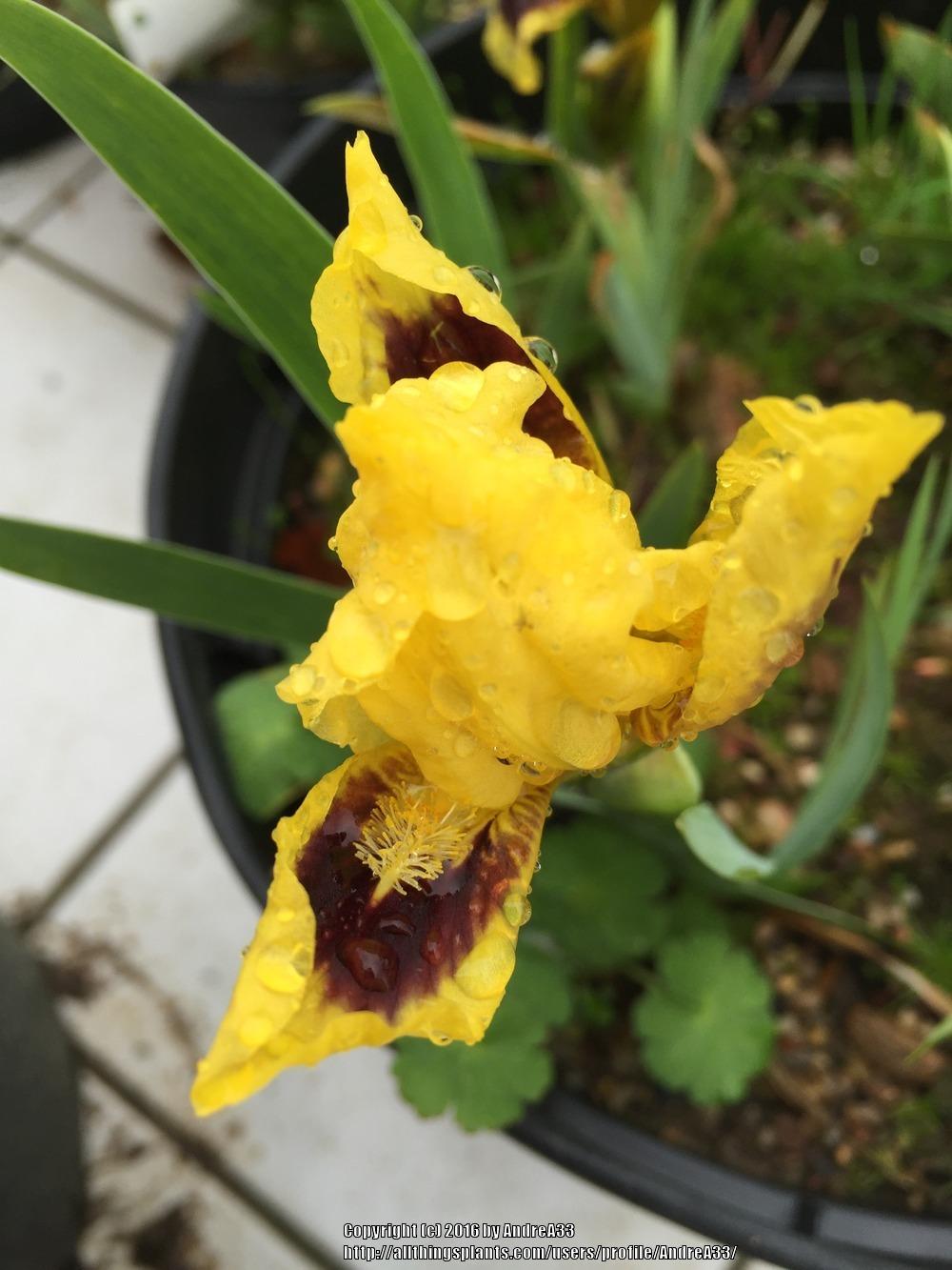 Photo of Miniature Dwarf Bearded Iris (Iris 'Curio') uploaded by AndreA33
