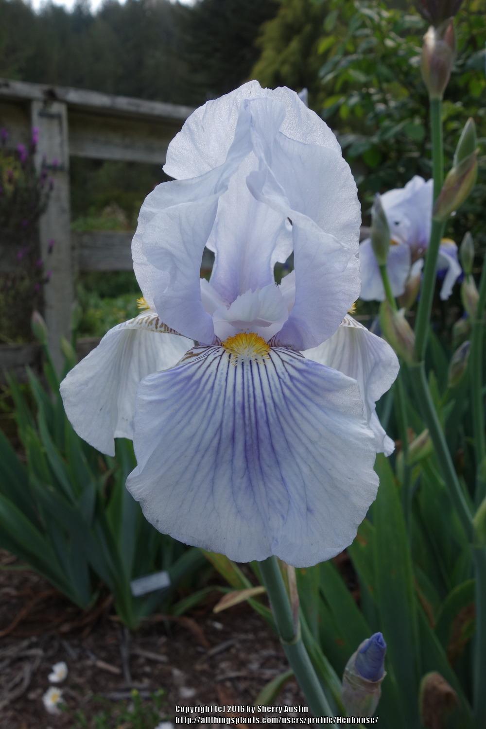 Photo of Tall Bearded Iris (Iris 'Striped Butterfly') uploaded by Henhouse