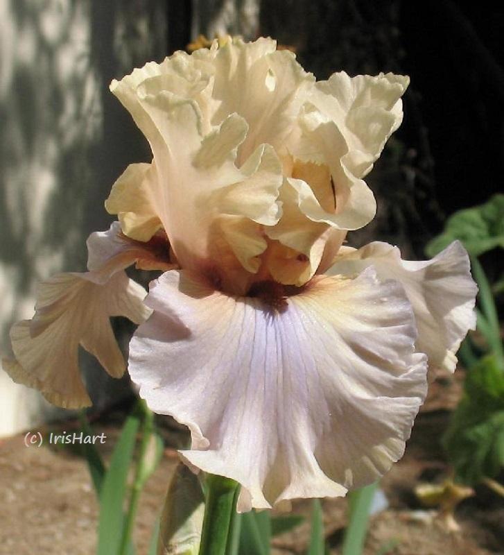 Photo of Tall Bearded Iris (Iris 'Enter the Dragon') uploaded by IrisHart