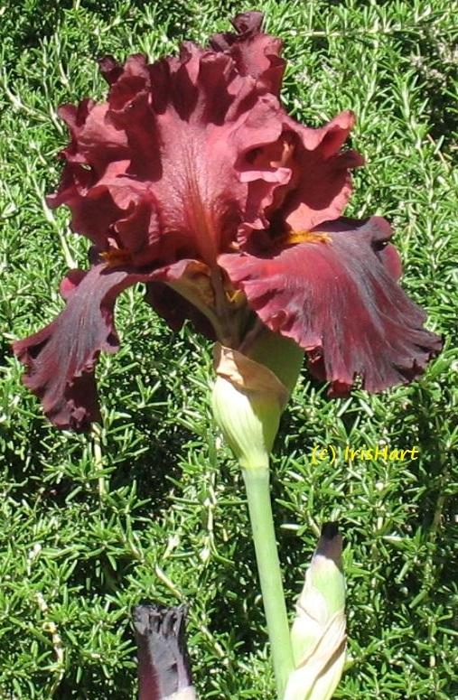 Photo of Tall Bearded Iris (Iris 'Iconic') uploaded by IrisHart