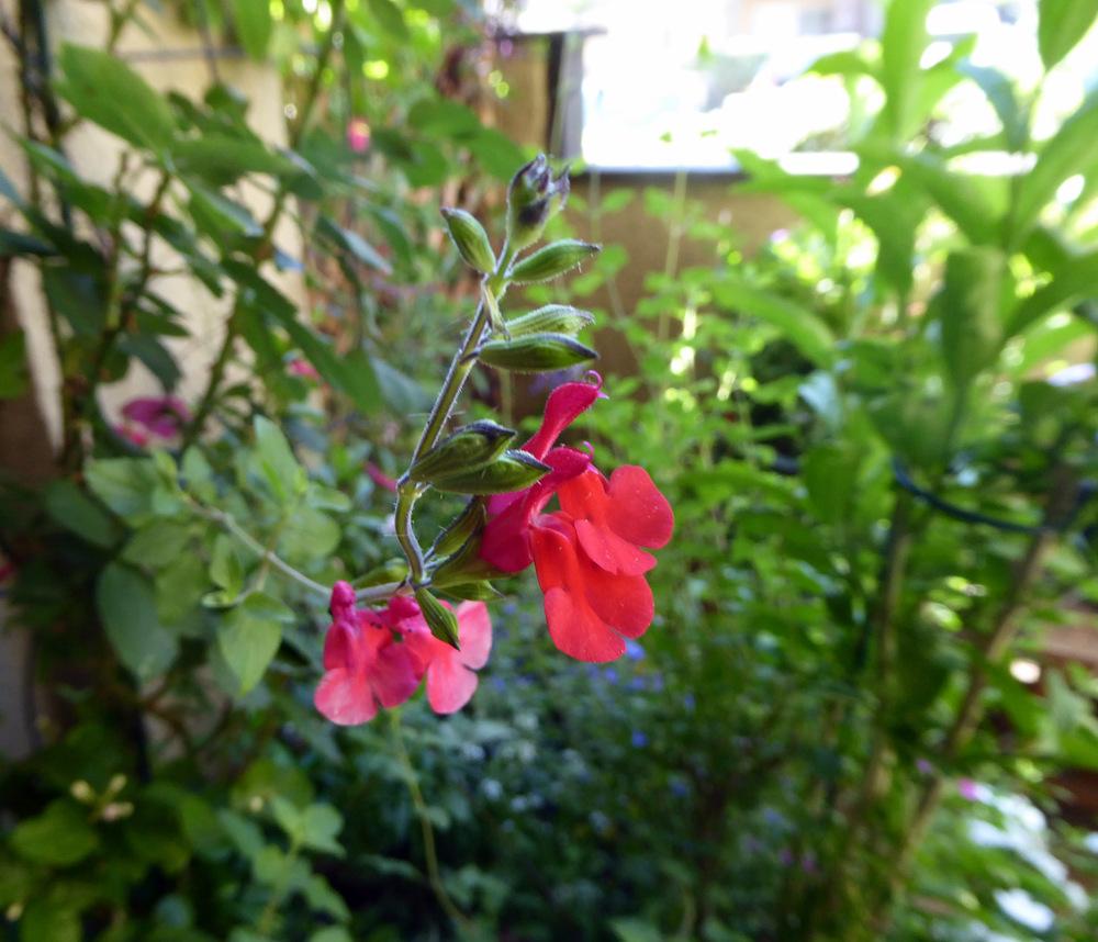 Photo of Blackcurrant Sage (Salvia microphylla) uploaded by JulieB