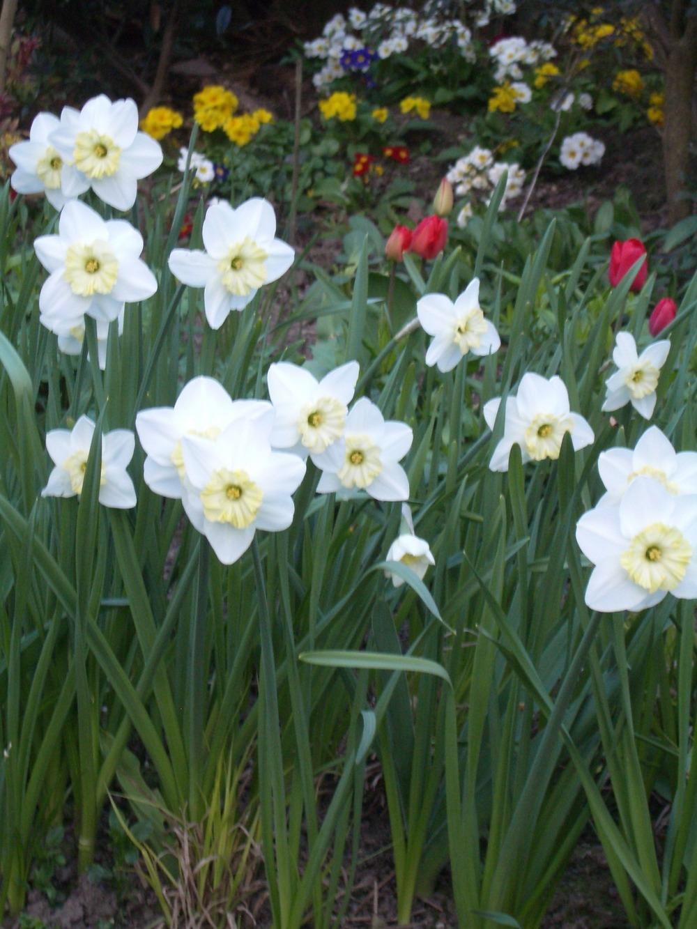 Photo of Large Cupped Daffodil (Narcissus 'Deenavee') uploaded by ahholt