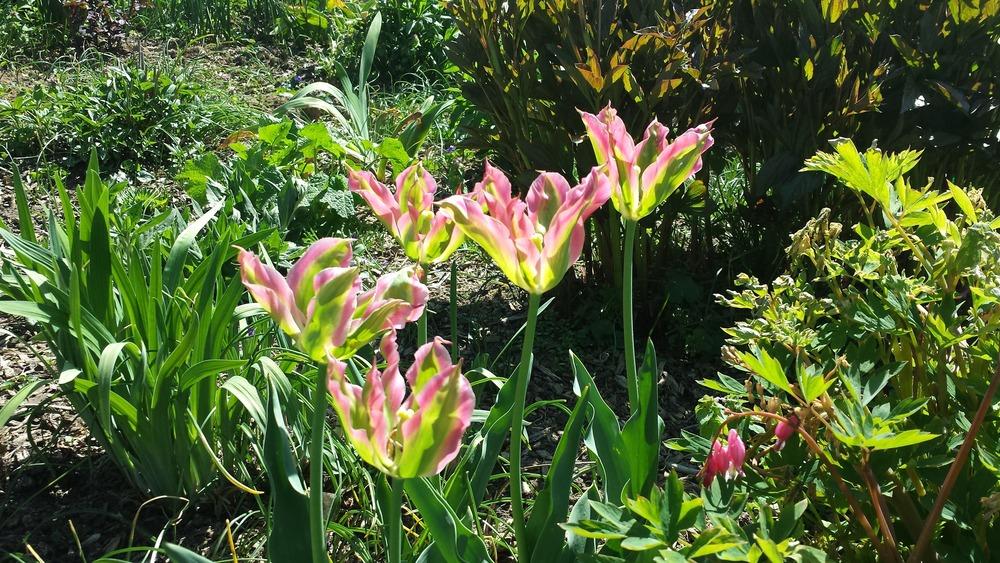 Photo of Viridiflora Tulip (Tulipa 'Virichic') uploaded by gemini_sage