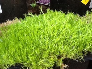 Photo of Irish Moss (Sagina subulata) uploaded by CjMurby