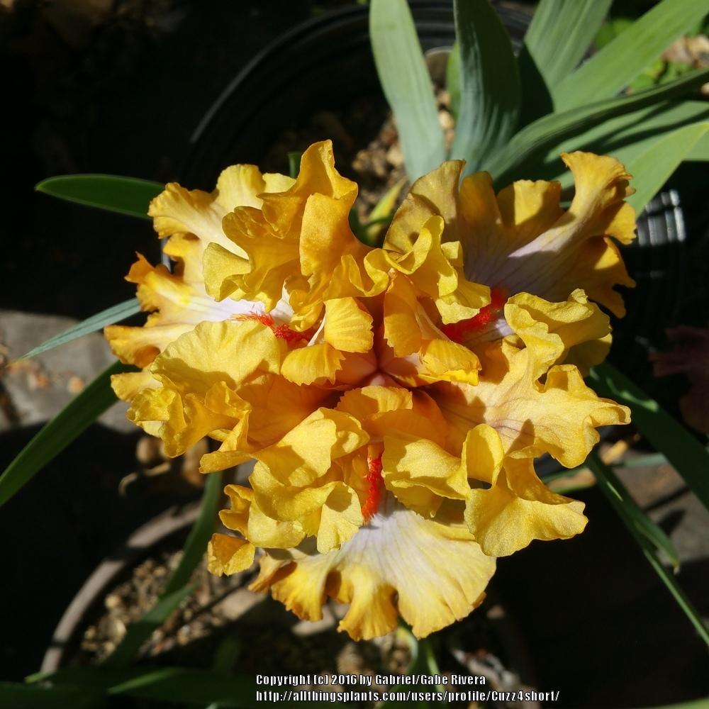 Photo of Tall Bearded Iris (Iris 'Ambertime') uploaded by Cuzz4short