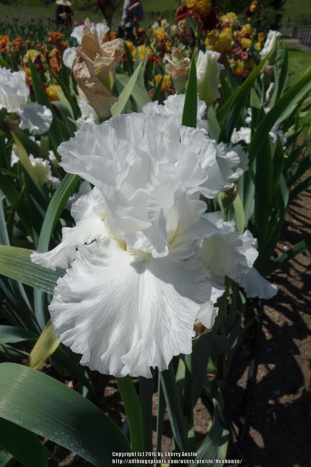Photo of Tall Bearded Iris (Iris 'Coconut Snow') uploaded by Henhouse