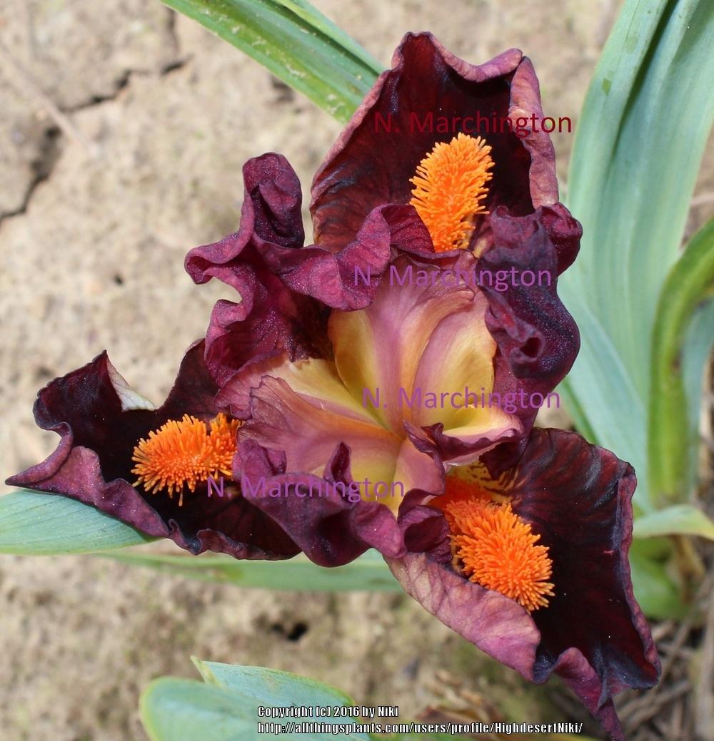 Photo of Standard Dwarf Bearded Iris (Iris 'Mordor') uploaded by HighdesertNiki