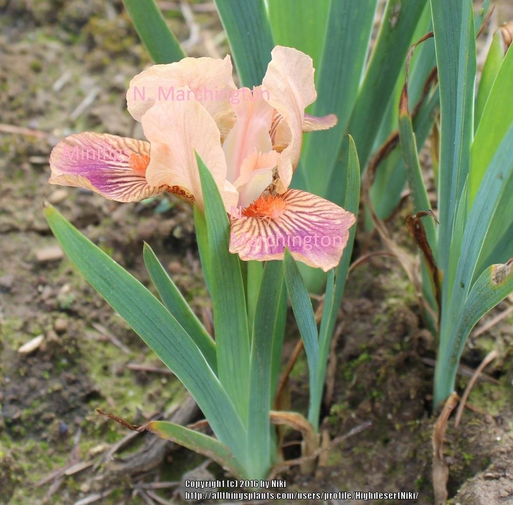 Photo of Miniature Dwarf Bearded Iris (Iris 'Minifigs') uploaded by HighdesertNiki