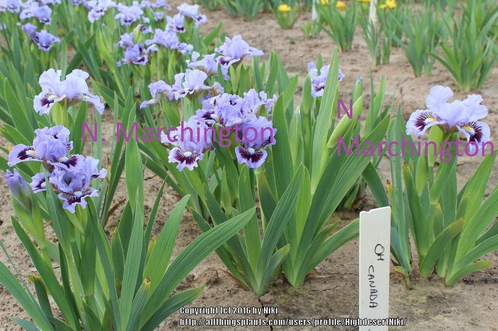Photo of Standard Dwarf Bearded Iris (Iris 'Oh Canada') uploaded by HighdesertNiki