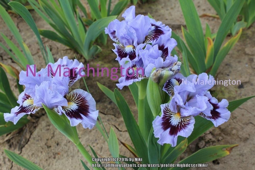 Photo of Standard Dwarf Bearded Iris (Iris 'Oh Canada') uploaded by HighdesertNiki
