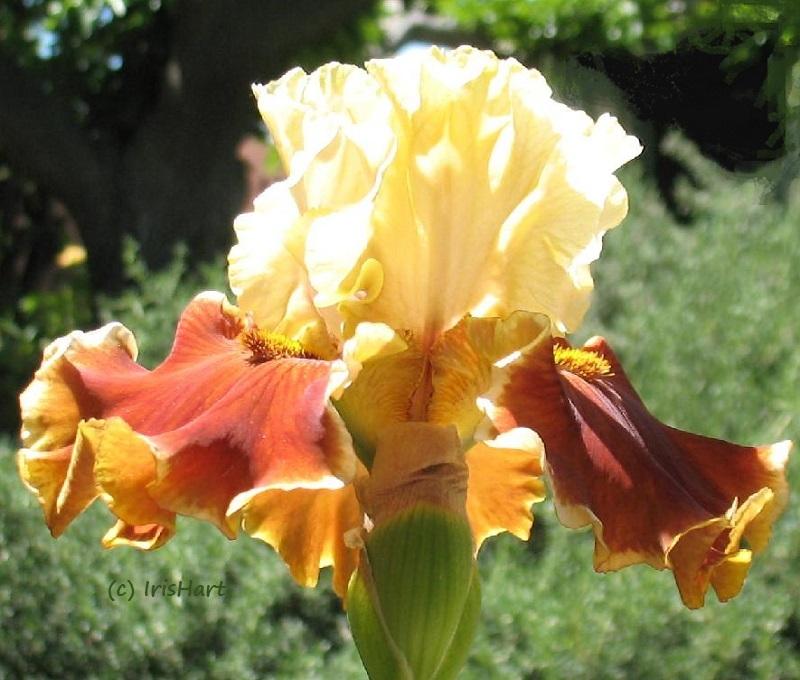 Photo of Tall Bearded Iris (Iris 'Seasons in the Sun') uploaded by IrisHart