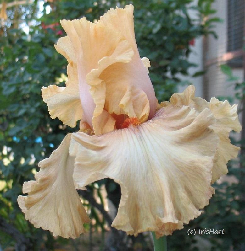 Photo of Tall Bearded Iris (Iris 'Rubenesque') uploaded by IrisHart