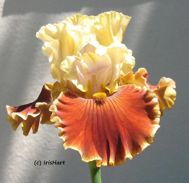 Photo of Tall Bearded Iris (Iris 'Seasons in the Sun') uploaded by IrisHart