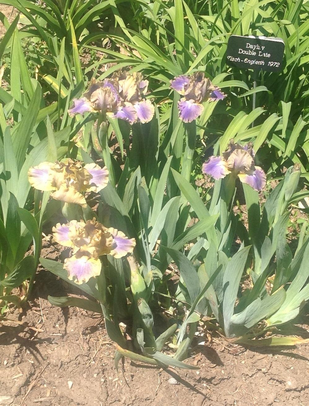 Photo of Standard Dwarf Bearded Iris (Iris 'Leopard Print') uploaded by Lilydaydreamer