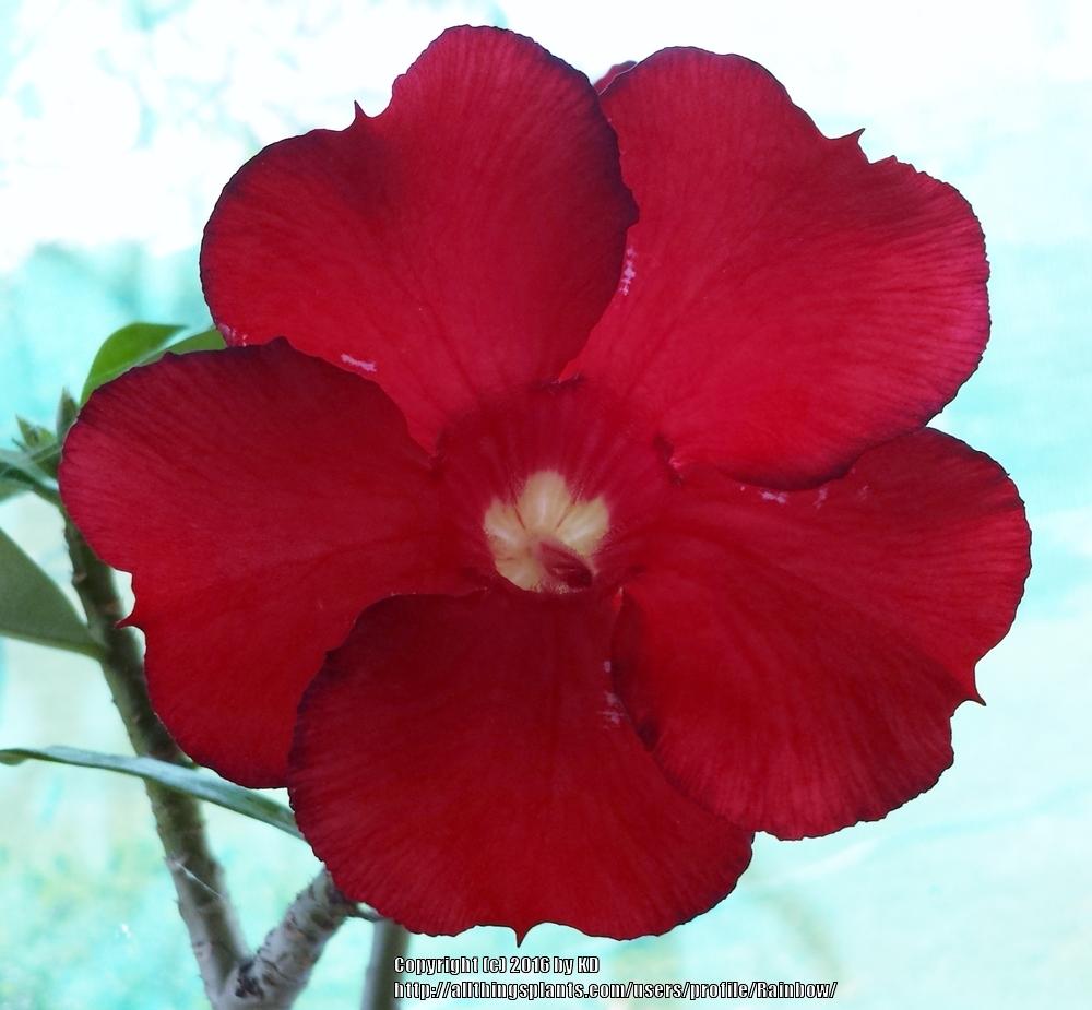 Photo of Desert Rose (Adenium obesum 'Red Champion') uploaded by Rainbow