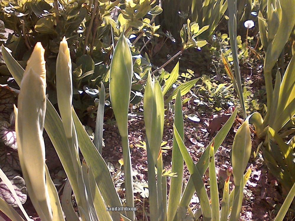 Photo of Arilbred Iris (Iris 'Sri Lanka') uploaded by arilbred