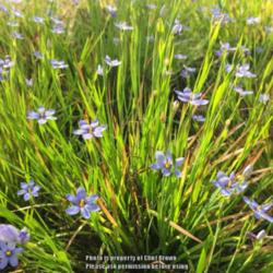 Location: Medina, TN
Date: 2016-04-16
Nice display of Blue Eyed Grass plants.