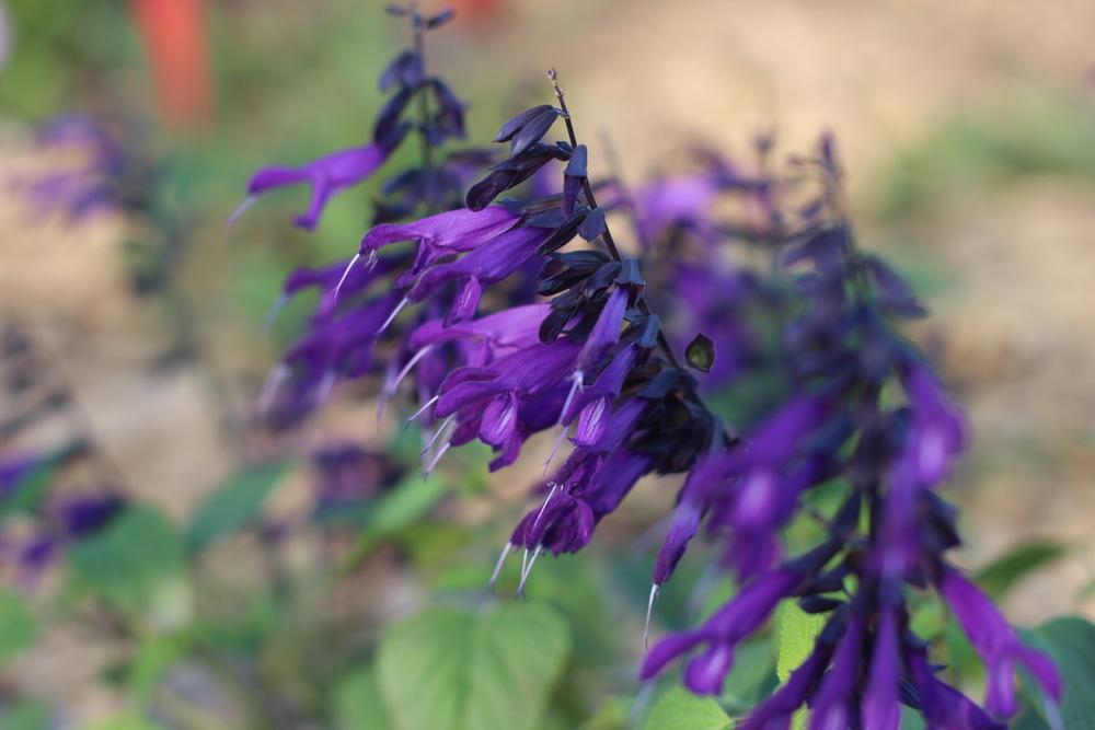 Photo of Salvia 'Amistad' uploaded by dave