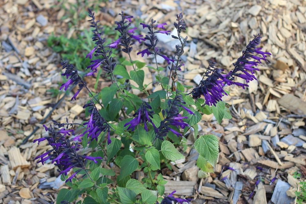 Photo of Salvia 'Amistad' uploaded by dave