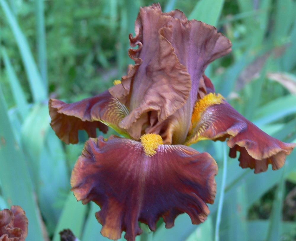Photo of Tall Bearded Iris (Iris 'Rustler') uploaded by janwax