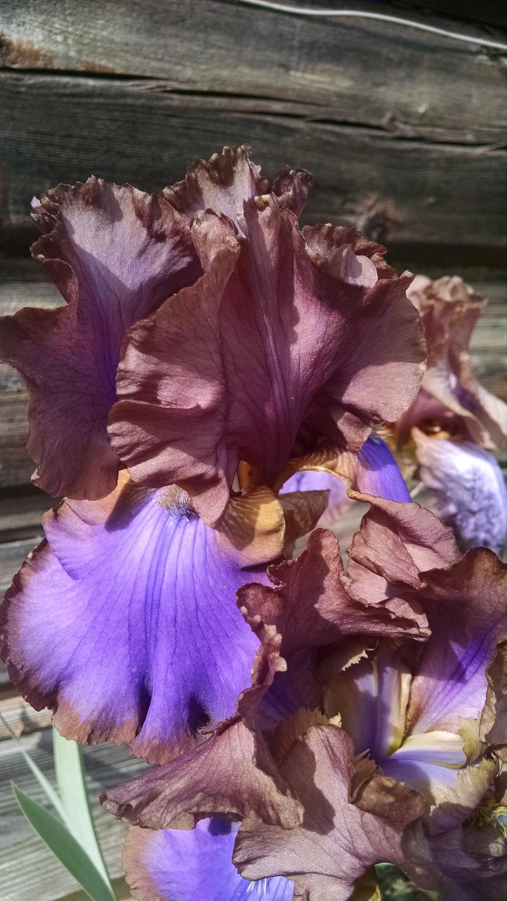 Photo of Tall Bearded Iris (Iris 'Baccarat') uploaded by somrwind