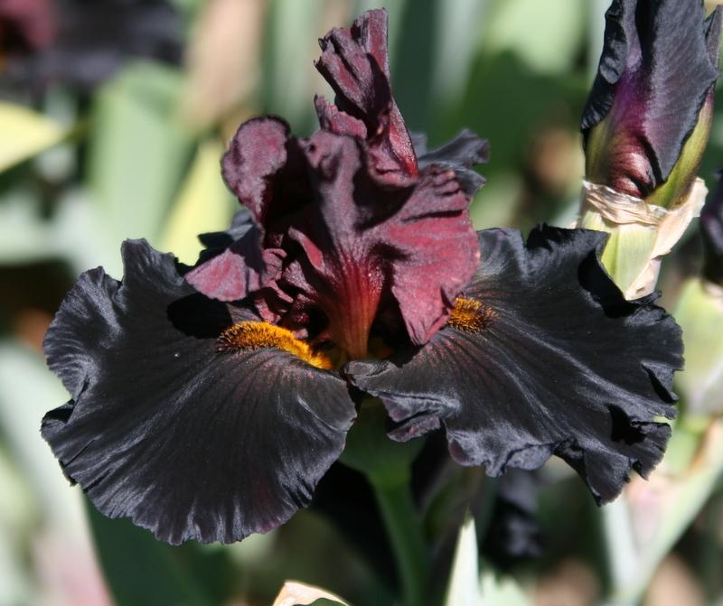 Photo of Tall Bearded Iris (Iris 'One Step Beyond') uploaded by Calif_Sue