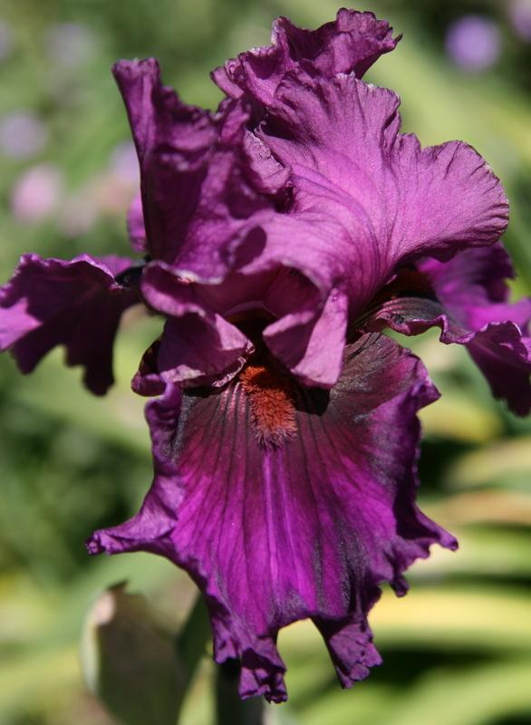 Photo of Tall Bearded Iris (Iris 'Who's a Toff') uploaded by Calif_Sue