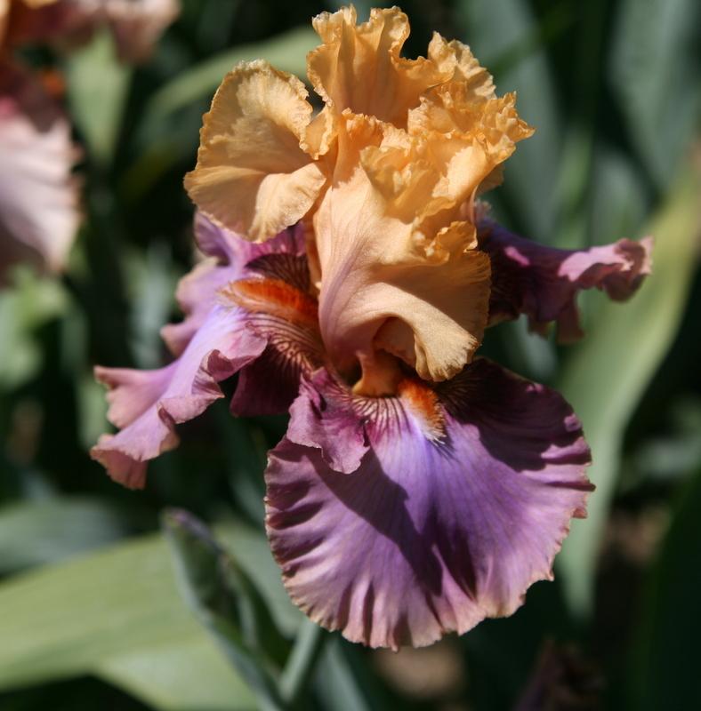 Photo of Tall Bearded Iris (Iris 'Tropical Treasure') uploaded by Calif_Sue