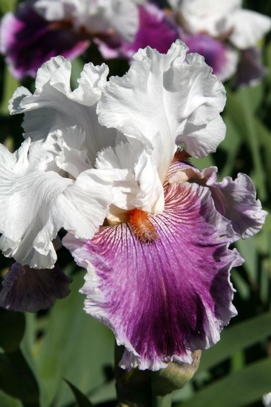 Photo of Tall Bearded Iris (Iris 'Gracious Curves') uploaded by Calif_Sue
